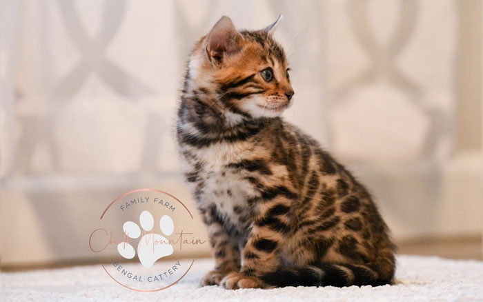 Bengal kitten for sale